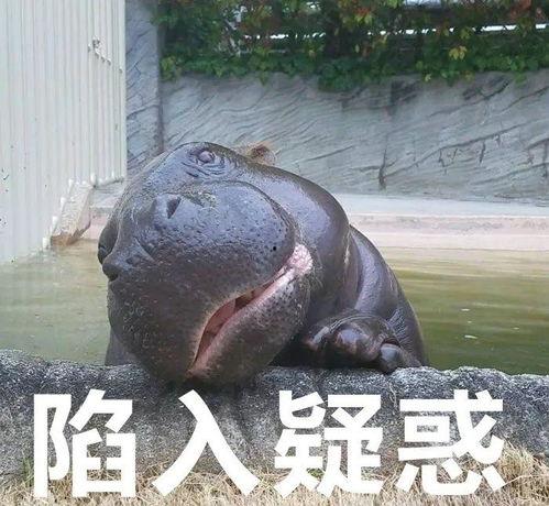 歪头杀 表情包 动漫,动漫风潮席卷而来